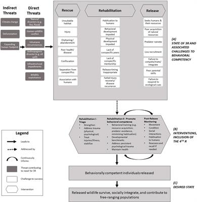 Revisiting the 4 R’s: Improving post-release outcomes for rescued mammalian wildlife by fostering behavioral competence during rehabilitation